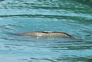 Sea monster or monster carp?